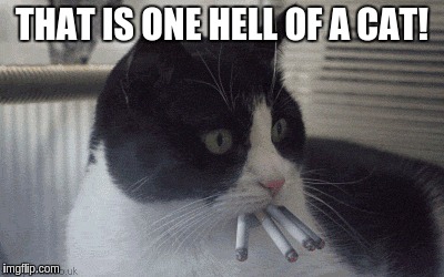 THAT IS ONE HELL OF A CAT! | made w/ Imgflip meme maker