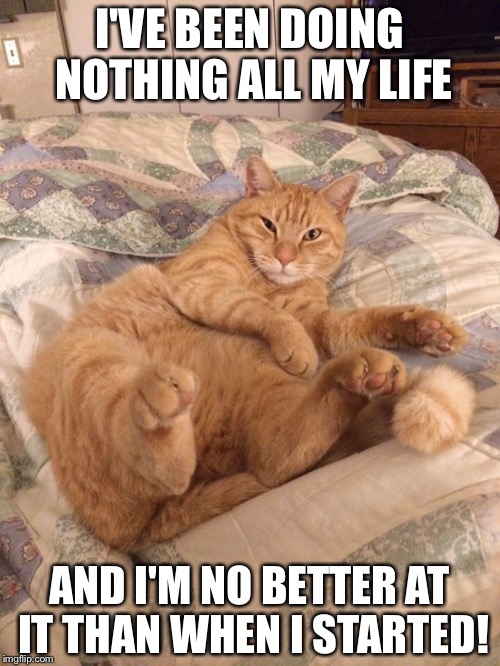 Lazy cat | I'VE BEEN DOING NOTHING ALL MY LIFE; AND I'M NO BETTER AT IT THAN WHEN I STARTED! | image tagged in lazy cat | made w/ Imgflip meme maker
