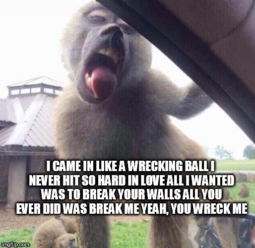 Licking monkey | I CAME IN LIKE A WRECKING BALL
I NEVER HIT SO HARD IN LOVE ALL I WANTED WAS TO BREAK YOUR WALLS
ALL YOU EVER DID WAS BREAK ME
YEAH, YOU WRECK ME | image tagged in licking monkey | made w/ Imgflip meme maker
