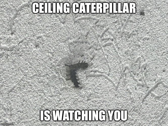 CEILING CATERPILLAR; IS WATCHING YOU | image tagged in ceiling caterpillar,AdviceAnimals | made w/ Imgflip meme maker