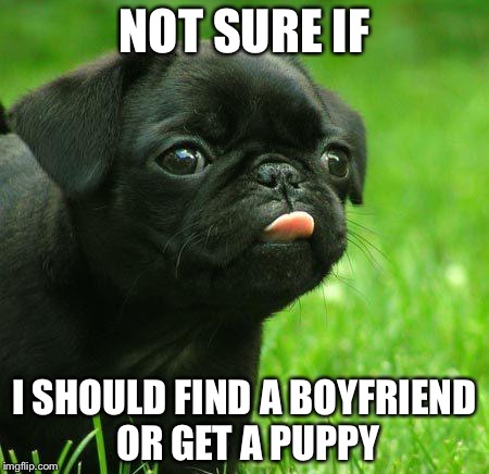 pug nudes | NOT SURE IF; I SHOULD FIND A BOYFRIEND OR GET A PUPPY | image tagged in pug nudes | made w/ Imgflip meme maker