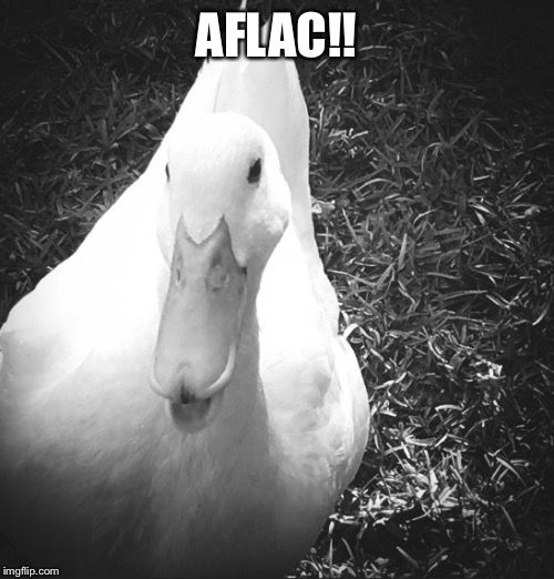 AFLAC!! | image tagged in duck,aflac | made w/ Imgflip meme maker