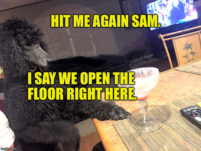 Noah Has Spoken | HIT ME AGAIN SAM. I SAY WE OPEN THE FLOOR RIGHT HERE. | image tagged in noah gump at bar,funny,meme,dog,standard poodle,words from the nonomonter | made w/ Imgflip meme maker