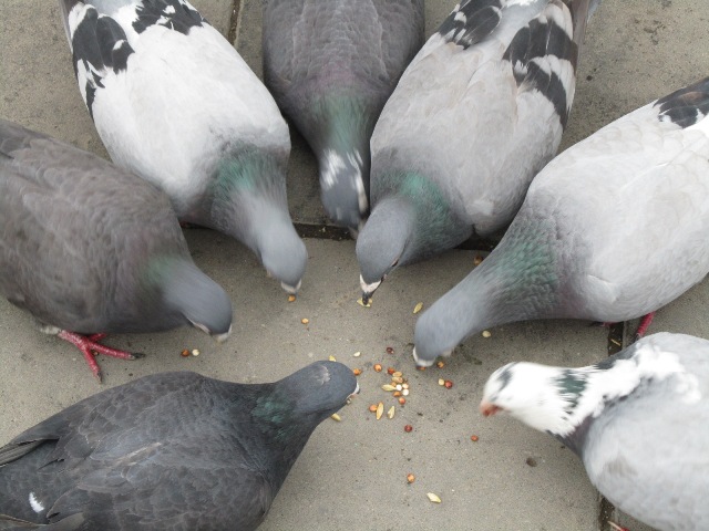 conspiring pigeons Blank Meme Template