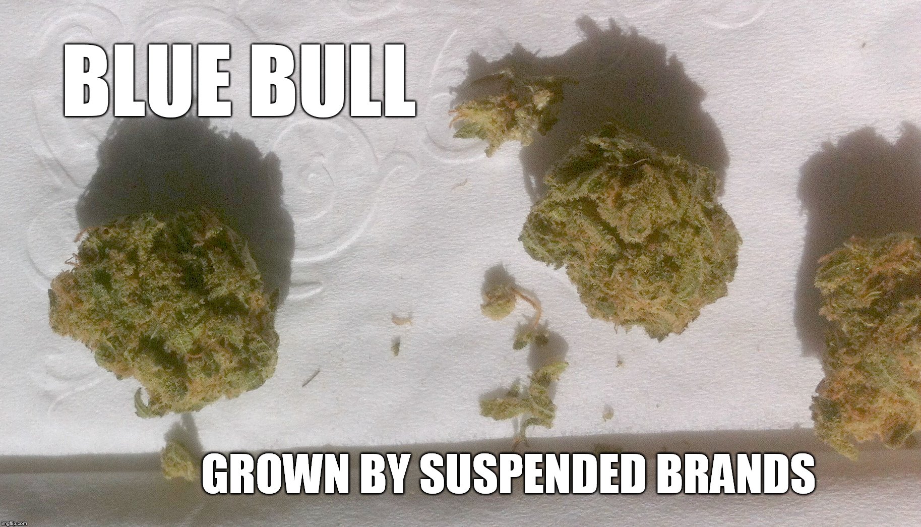 BLUE BULL; GROWN BY SUSPENDED BRANDS | made w/ Imgflip meme maker