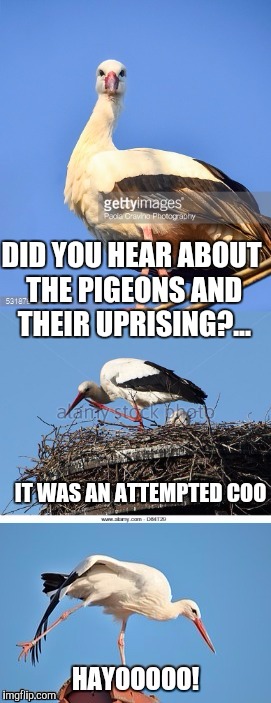  Bad Pun Stork | DID YOU HEAR ABOUT THE PIGEONS AND THEIR UPRISING?... IT WAS AN ATTEMPTED COO | image tagged in bad pun stork | made w/ Imgflip meme maker