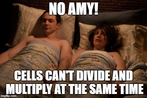 Sheldon Amy Sex | NO AMY! CELLS CAN'T DIVIDE AND MULTIPLY AT THE SAME TIME | image tagged in sheldon amy sex | made w/ Imgflip meme maker