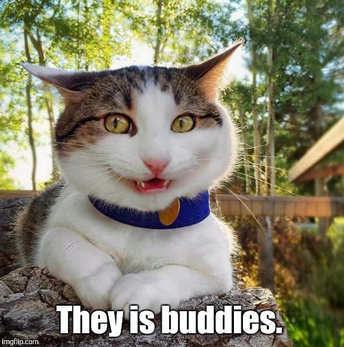 Smiling Cat | They is buddies. | image tagged in smiling cat | made w/ Imgflip meme maker