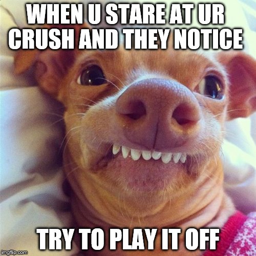 Snap Chat Dog Filter | WHEN U STARE AT UR CRUSH AND THEY NOTICE; TRY TO PLAY IT OFF | image tagged in snap chat dog filter | made w/ Imgflip meme maker