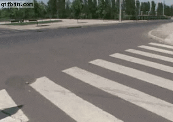 always use the cross walk | image tagged in gifs,dog,cross walk | made w/ Imgflip video-to-gif maker