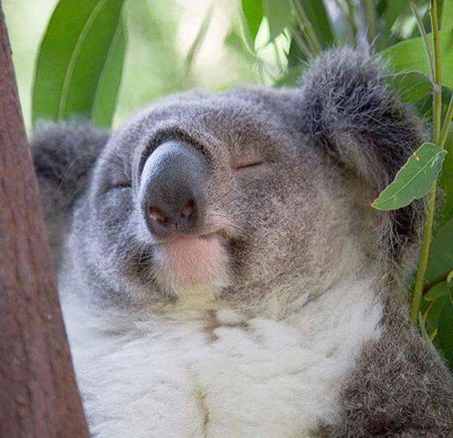 High Quality Peaceful Koala Blank Meme Template