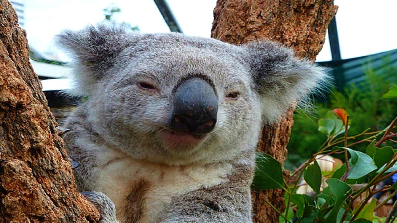 Aussie Koala Blank Meme Template