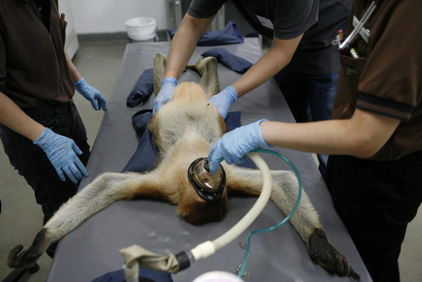 proboscis monkey hospital vet Blank Meme Template