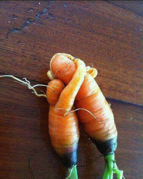 Carrots in love Blank Meme Template