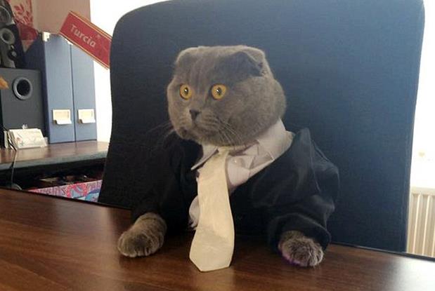 Business Cat Blank Meme Template