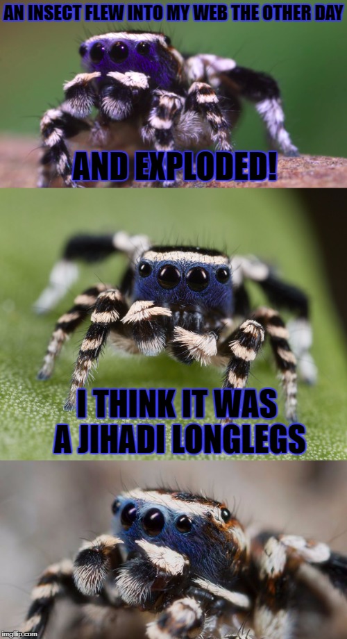 Stand-up spider has some killer material. | AN INSECT FLEW INTO MY WEB THE OTHER DAY; AND EXPLODED! I THINK IT WAS A JIHADI LONGLEGS | image tagged in islam | made w/ Imgflip meme maker
