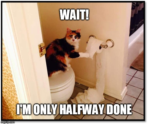 WAIT! I'M ONLY HALFWAY DONE | image tagged in cats | made w/ Imgflip meme maker