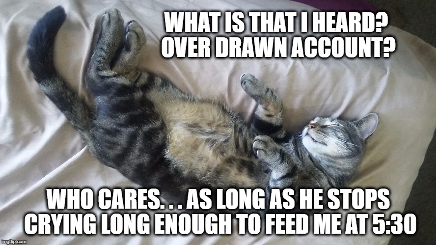 My little buddy "Draco"  | WHAT IS THAT I HEARD? OVER DRAWN ACCOUNT? WHO CARES. . . AS LONG AS HE STOPS CRYING LONG ENOUGH TO FEED ME AT 5:30 | image tagged in cats,funny cats,funny meme,animals,meme | made w/ Imgflip meme maker