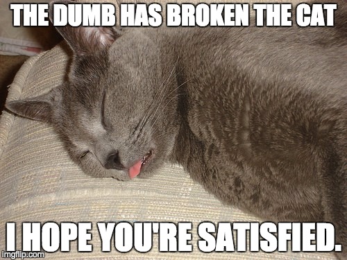 THE DUMB HAS BROKEN THE CAT; I HOPE YOU'RE SATISFIED. | image tagged in dumb has broken the cat | made w/ Imgflip meme maker