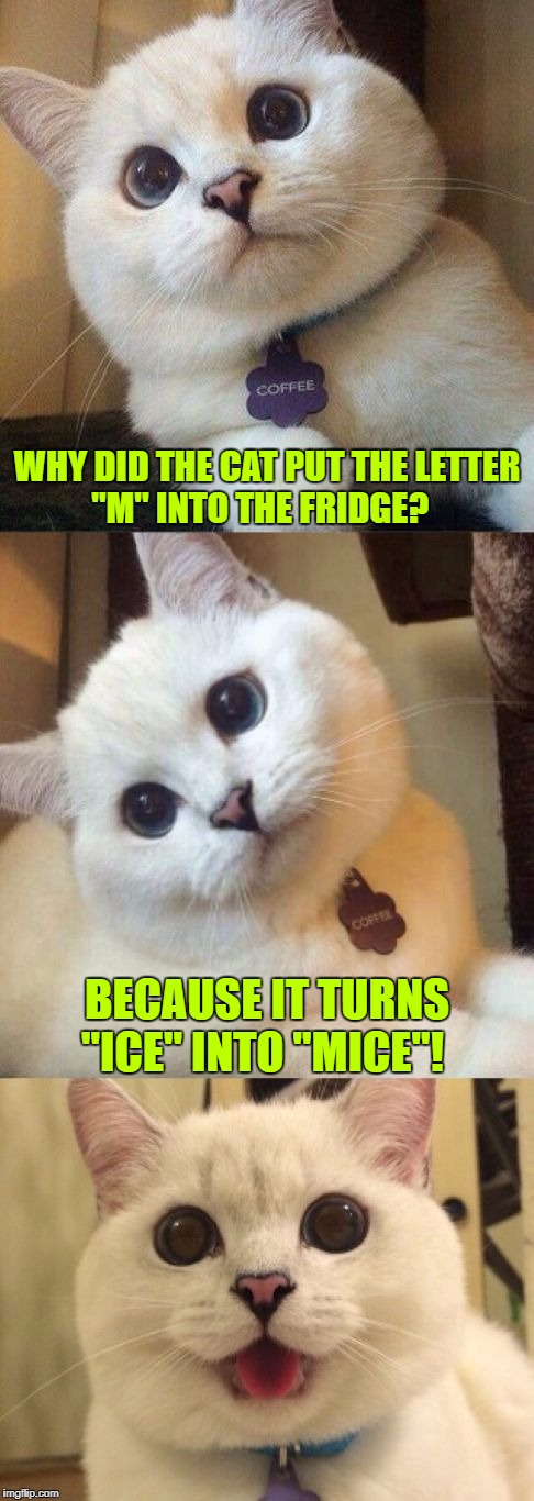 I Love Mice ♡  | WHY DID THE CAT PUT THE LETTER "M" INTO THE FRIDGE? BECAUSE IT TURNS "ICE" INTO "MICE"! | image tagged in bad pun cat,memes,cats,caturday,google images,craziness_all_the_way | made w/ Imgflip meme maker