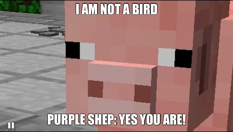 I AM NOT A BIRD; PURPLE SHEP: YES YOU ARE! | image tagged in purple shep thinks that a pig is a brid | made w/ Imgflip meme maker