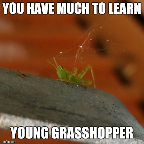 YOU HAVE MUCH TO LEARN; YOUNG GRASSHOPPER | image tagged in kung fu,grasshopper,young | made w/ Imgflip meme maker