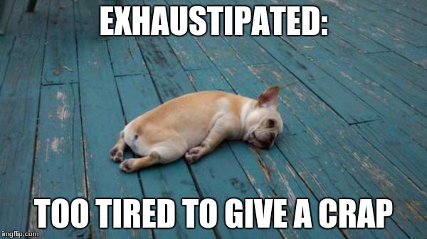 tired dog | EXHAUSTIPATED:; TOO TIRED TO GIVE A CRAP | image tagged in tired dog | made w/ Imgflip meme maker