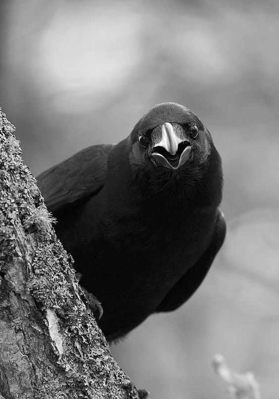 Crow looking around tree trunk Blank Meme Template
