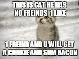 Sad Cat Meme | THIS IS CAT HE HAS NO FREINDS  1 LIKE; 1 FREIND AND U WILL GET A COOKIE AND SUM BACON | image tagged in memes,sad cat | made w/ Imgflip meme maker