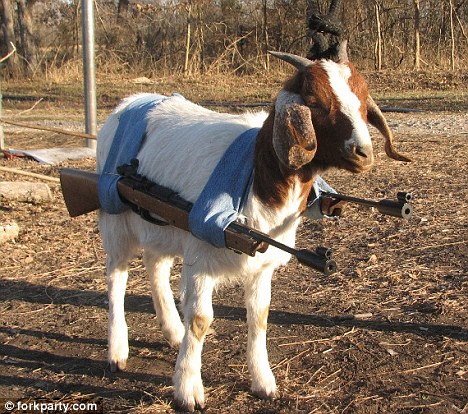 High Quality Goat with guns Blank Meme Template