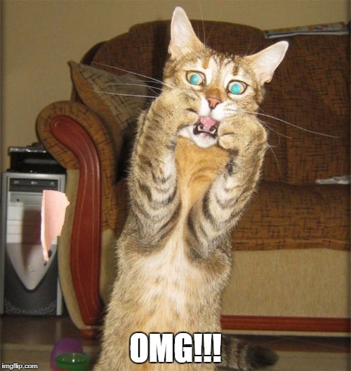 OMG!!! | OMG!!! | image tagged in surprised cat,funny cats,omg cat | made w/ Imgflip meme maker
