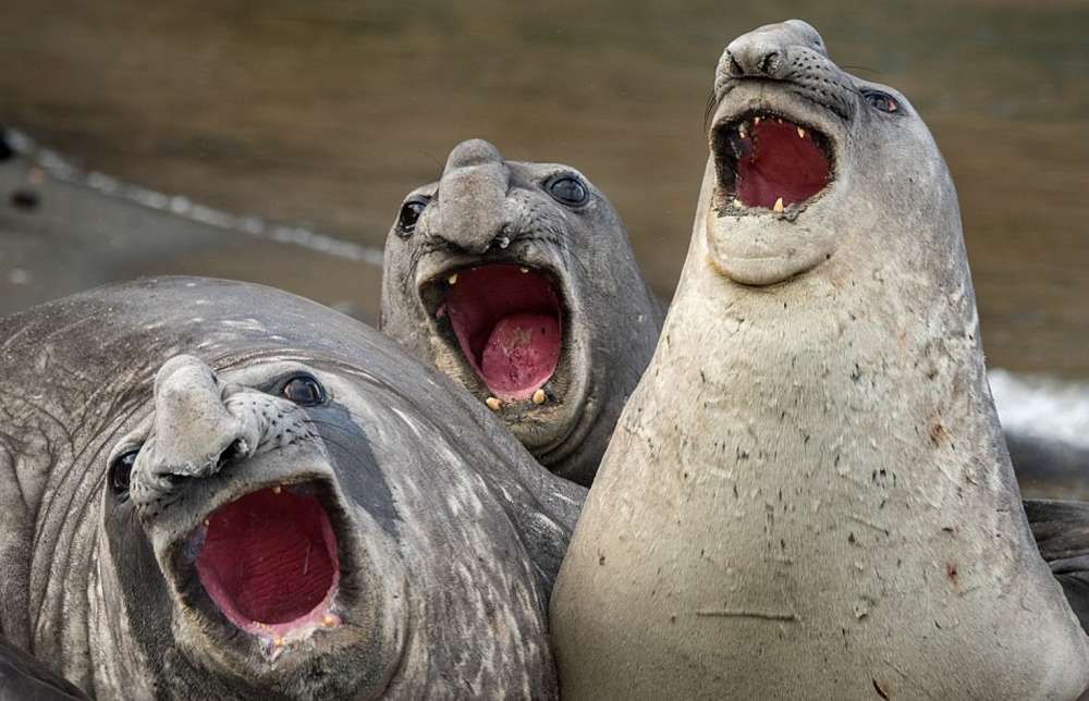 High Quality laughing seals Blank Meme Template