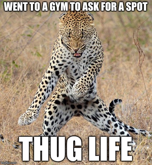 Leopard Dancing | WENT TO A GYM TO ASK FOR A SPOT; THUG LIFE | image tagged in leopard dancing,memes,thug life,funny | made w/ Imgflip meme maker