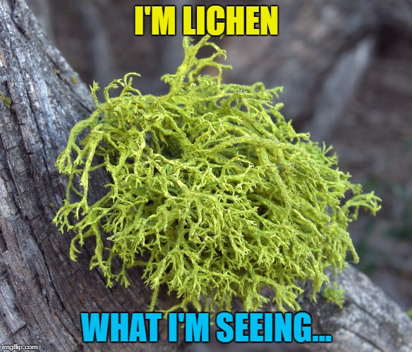 I'm seeing lichen... :) | I'M LICHEN; WHAT I'M SEEING... | image tagged in fruticose_lichen,memes,lichen | made w/ Imgflip meme maker