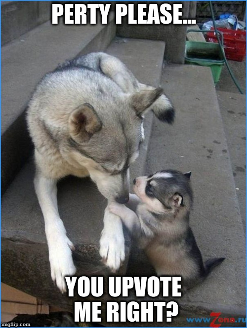 PERTY PLEASE... YOU UPVOTE ME RIGHT? | made w/ Imgflip meme maker