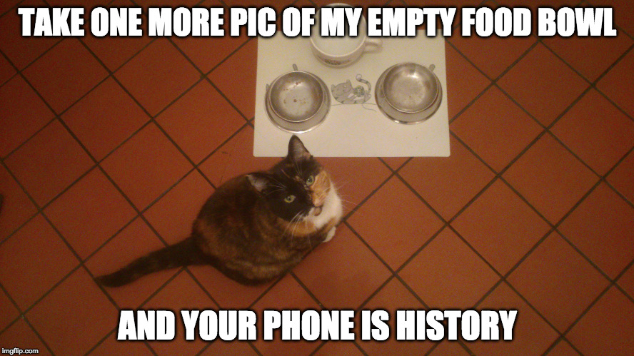 TAKE ONE MORE PIC OF MY EMPTY FOOD BOWL; AND YOUR PHONE IS HISTORY | image tagged in cat,angry cat,tortie,empty food bowl | made w/ Imgflip meme maker