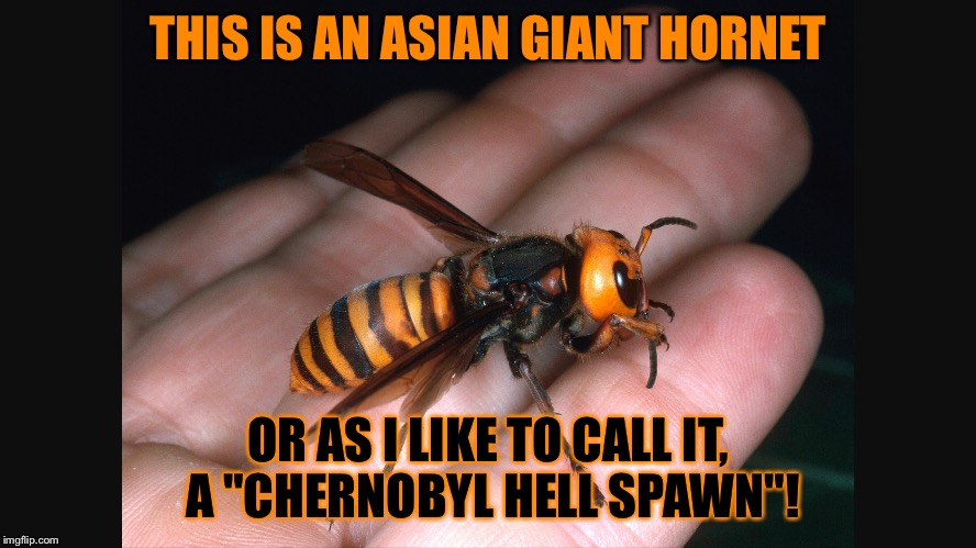 Asian Giant Hornet | THIS IS AN ASIAN GIANT HORNET; OR AS I LIKE TO CALL IT, A "CHERNOBYL HELL SPAWN"! | image tagged in asian,hornet,insect,chernobyl,hell,oh hell no | made w/ Imgflip meme maker