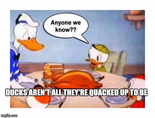 DUCKS AREN'T ALL THEY'RE QUACKED UP TO BE | made w/ Imgflip meme maker
