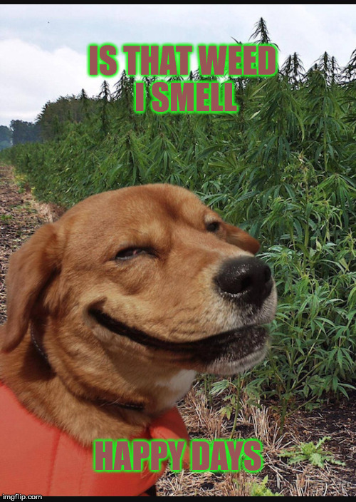 High times  | IS THAT WEED I SMELL; HAPPY DAYS | image tagged in memes,high,dog,funny,weed | made w/ Imgflip meme maker