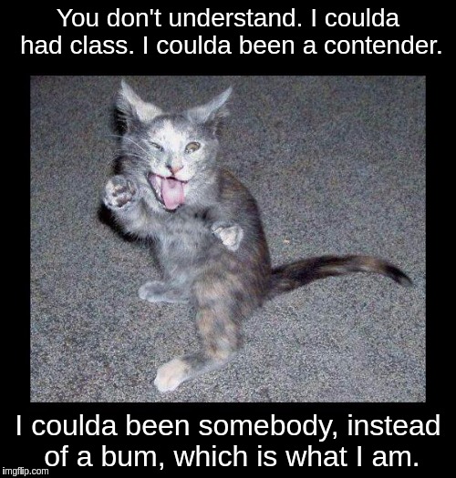 Crazy looking kitten with frame | You don't understand. I coulda had class. I coulda been a contender. I coulda been somebody, instead of a bum, which is what I am. | image tagged in crazy looking kitten with frame | made w/ Imgflip meme maker