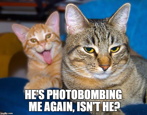 Cat Photobomb | HE'S PHOTOBOMBING ME AGAIN, ISN'T HE? | image tagged in cats,funny cats,funny,funny memes | made w/ Imgflip meme maker