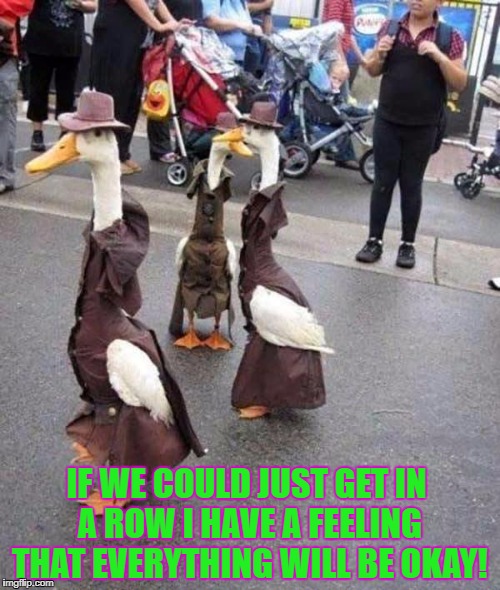 Ducks in Drag | IF WE COULD JUST GET IN A ROW I HAVE A FEELING THAT EVERYTHING WILL BE OKAY! | image tagged in ducks,funny,funny memes,animals,funny animals | made w/ Imgflip meme maker