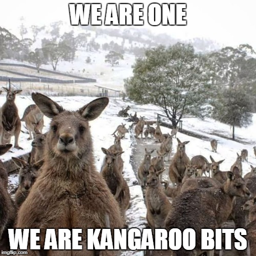 Cold Kangaroo | WE ARE ONE; WE ARE KANGAROO BITS | image tagged in cold kangaroo | made w/ Imgflip meme maker