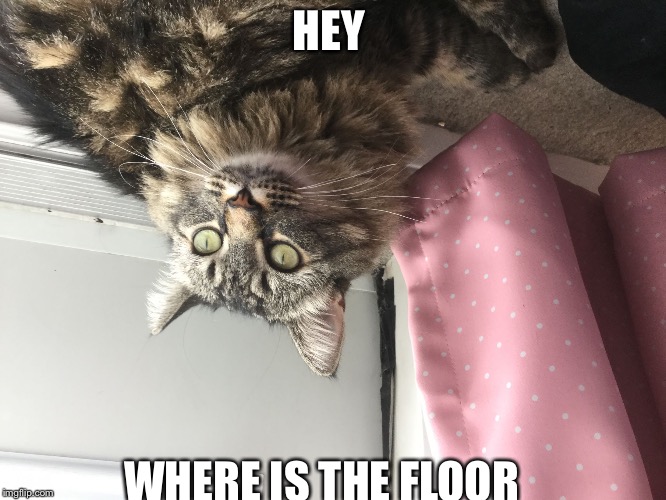 HEY; WHERE IS THE FLOOR | image tagged in cat meme | made w/ Imgflip meme maker