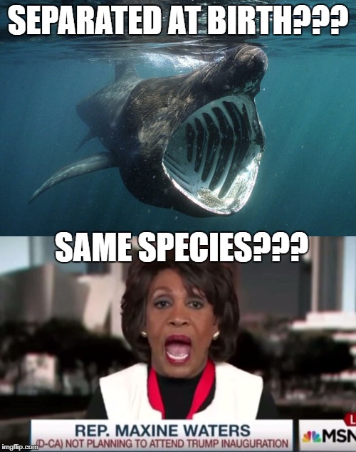 REMARKABLE RESEMBLANCE | SEPARATED AT BIRTH??? SAME SPECIES??? | image tagged in maxine waters,sharks | made w/ Imgflip meme maker