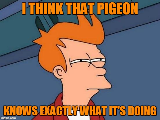 Futurama Fry Meme | I THINK THAT PIGEON KNOWS EXACTLY WHAT IT'S DOING | image tagged in memes,futurama fry | made w/ Imgflip meme maker