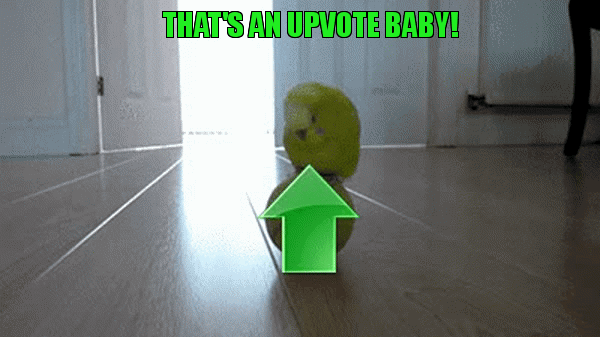 upvote bird | THAT'S AN UPVOTE BABY! | image tagged in gifs | made w/ Imgflip video-to-gif maker