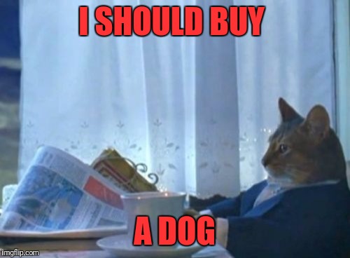 I Should Buy A Boat Cat | I SHOULD BUY; A DOG | image tagged in memes,i should buy a boat cat | made w/ Imgflip meme maker