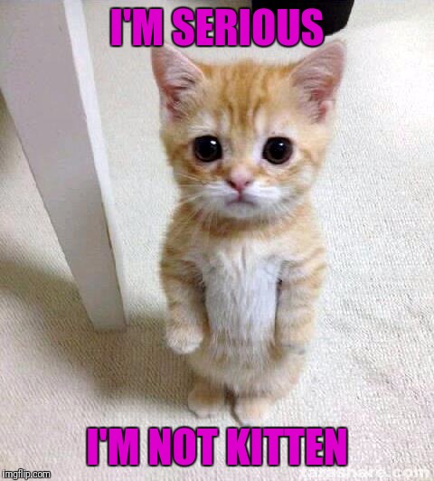 Meme by my 11 year old son | I'M SERIOUS; I'M NOT KITTEN | image tagged in memes,cute cat | made w/ Imgflip meme maker