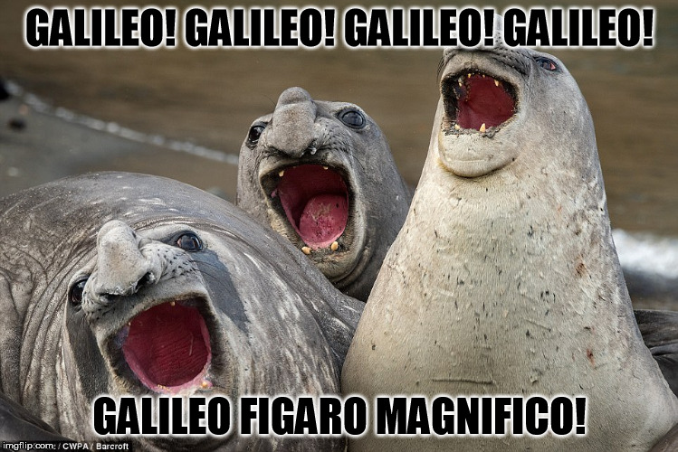 Seal Bohemian Rhapsody! | GALILEO! GALILEO! GALILEO! GALILEO! GALILEO FIGARO MAGNIFICO! | image tagged in bohemian rhapsody,galileo,queen | made w/ Imgflip meme maker